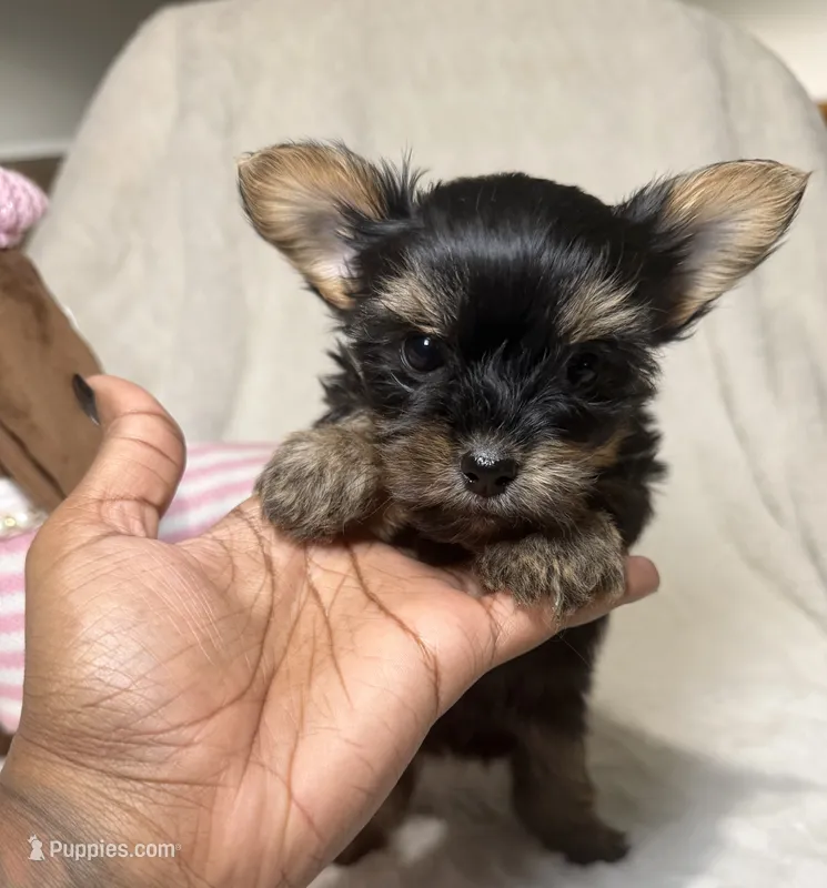 Daisy’s Yorkie litter female 1  – Yorkshire Terrier puppy for sale in Atlanta, GA