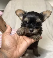 Daisy’s Yorkie litter female 1 , a female Yorkshire Terrier for sale in Atlanta, GA – 1 of 2