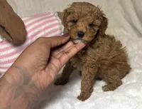 Nova’s Poodle’s female red , a female Poodle - Toy  for sale in Atlanta, GA – 1 of 8