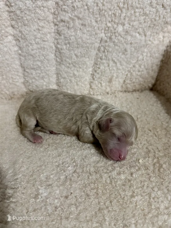 Poodle cream male  – Poodle - Toy  puppy for sale in Atlanta, GA