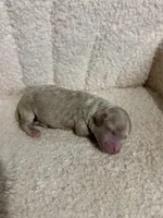 Poodle cream male , a male Poodle - Toy  for sale in Atlanta, GA – 1 of 4