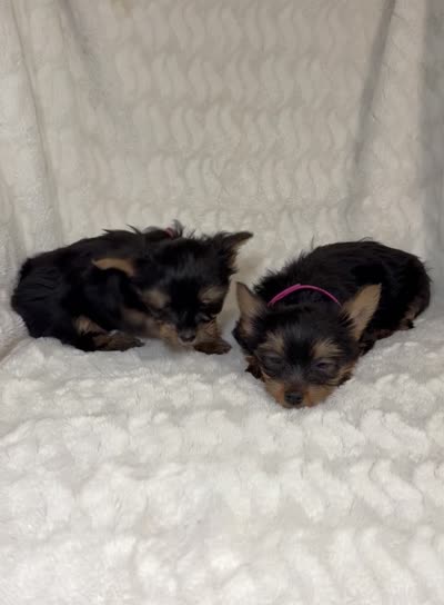 Daisy’s Yorkie litter female, a female Yorkshire Terrier for sale in Atlanta, GA – 3 of 3