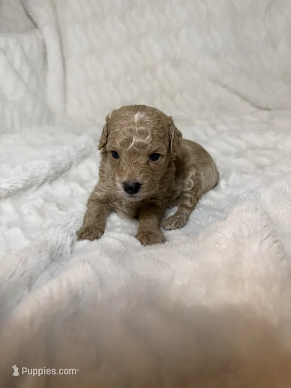 Poodle cream male  – Poodle - Toy  puppy for sale in Atlanta, GA