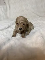 Nova’s Poodle’s cream male , a male Poodle - Toy  for sale in Atlanta, GA – 4 of 9