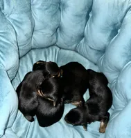 Tiny’s yorkie females, a female Yorkshire Terrier for sale in Atlanta, GA – Photo 3 of 7