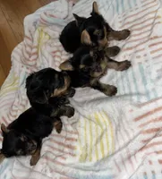 Tiny’s yorkie females, a female Yorkshire Terrier for sale in Atlanta, GA – Photo 1 of 7