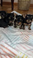 Tiny’s yorkie females, a female Yorkshire Terrier for sale in Atlanta, GA – Photo 2 of 7