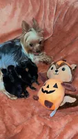 Tiny’s yorkie females, a female Yorkshire Terrier for sale in Atlanta, GA – Photo 7 of 7