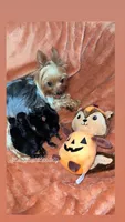 Tiny’s yorkie females, a female Yorkshire Terrier for sale in Atlanta, GA – Photo 5 of 7