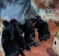 Tiny’s yorkie females, a female Yorkshire Terrier for sale in Atlanta, GA – Photo 6 of 7