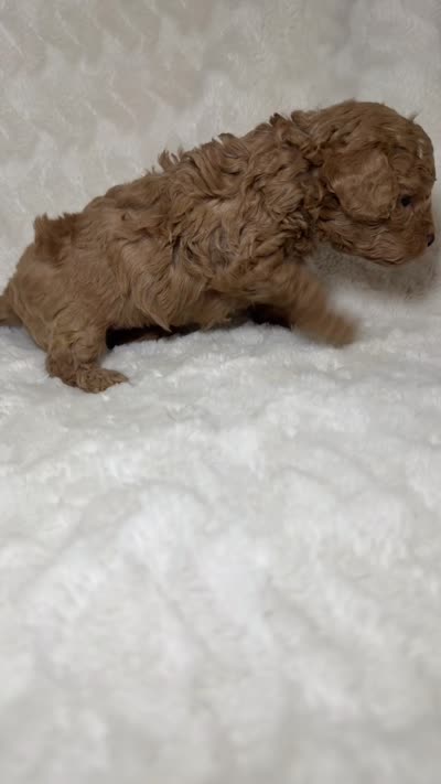 Maltipoo female 2, a female Maltipoo and Poodle - Toy  for sale in Atlanta, GA – 2 of 3