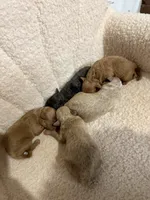 Poodle male red , a male Poodle - Toy  for sale in Atlanta, GA – 3 of 4