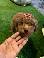 Female cavapoo, a female Cavapoo for sale in Atlanta, GA – Photo 2 of 9