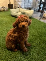 Female cavapoo, a female Cavapoo for sale in Atlanta, GA – Photo 3 of 9