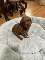 Female cavapoo, a female Cavapoo for sale in Atlanta, GA – Photo 7 of 9