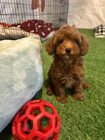 Female cavapoo, a female Cavapoo for sale in Atlanta, GA – Photo 5 of 9