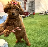 Female cavapoo, a female Cavapoo for sale in Atlanta, GA – Photo 1 of 9