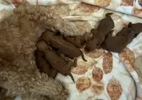 Female cavapoo, a female Cavapoo for sale in Atlanta, GA – Photo 9 of 9