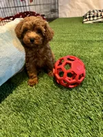 Female cavapoo, a female Cavapoo for sale in Atlanta, GA – Photo 4 of 9