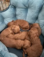 Female cavapoo, a female Cavapoo for sale in Atlanta, GA – Photo 8 of 9