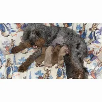 Chloe, a female Poodle - Toy  for sale in Atlanta, GA – 5 of 5