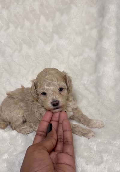 Maltipoo female 1 , a female Maltipoo and Poodle - Toy  for sale in Atlanta, GA – 2 of 3