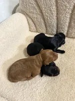 Cavapoo male 2 all black & white , a male Cavapoo for sale in Atlanta, GA – 2 of 2