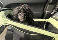 Hope, a female Maltipoo for sale in Atlanta, GA – 3 of 7