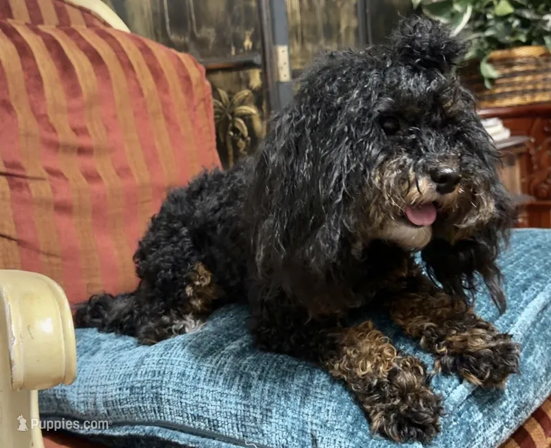 Dallas – Cavapoo puppy for sale in Atlanta, GA
