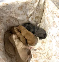Poodle merle female , a female Poodle - Toy  for sale in Atlanta, GA – 4 of 4