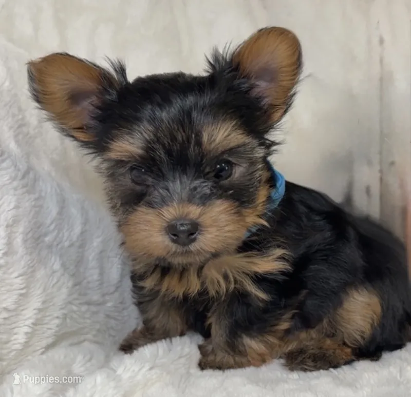 Daisy’s Yorkie litter Male  – Yorkshire Terrier puppy for sale in Atlanta, GA