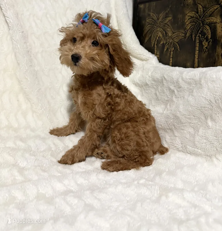 Zoey – Poodle - Toy  puppy for sale in Atlanta, GA