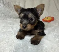 Tiny’s Yorkie litter Male, a male Yorkshire Terrier for sale in Atlanta, GA – 1 of 4
