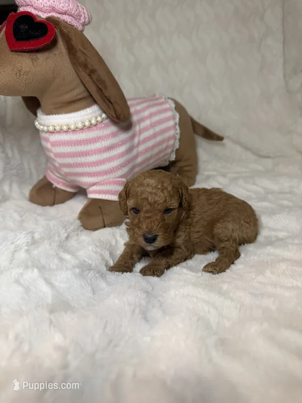Poodle female red  – Poodle - Toy  puppy for sale in Atlanta, GA