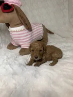 Nova’s Poodle’s female red , a female Poodle - Toy  for sale in Atlanta, GA – 3 of 8