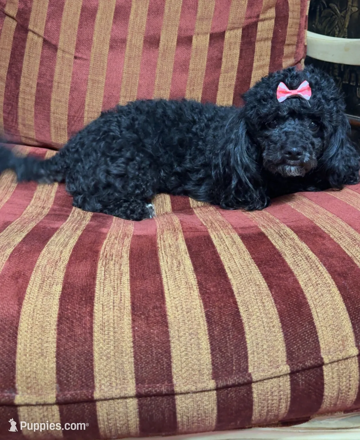 Hope, a female Maltipoo for sale in Atlanta, GA – Photo 3 of 3