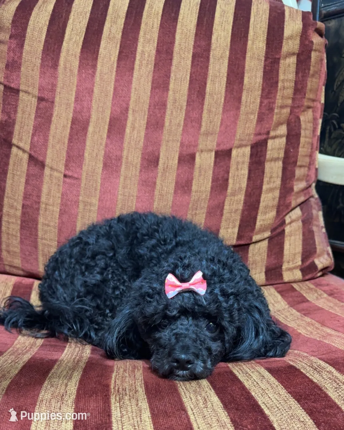 Hope, a female Maltipoo for sale in Atlanta, GA – Photo 2 of 3