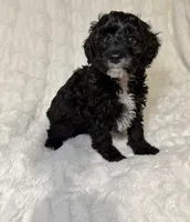 Cavapoo male 2..black & white markings , a male Cavapoo for sale in Atlanta, GA – 2 of 6
