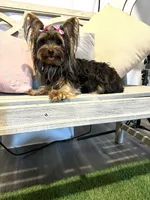 Hannah, a female Yorkshire Terrier for sale in Atlanta, GA – Photo 3 of 3