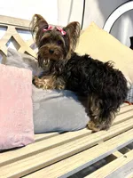 Hannah, a female Yorkshire Terrier for sale in Atlanta, GA – Photo 2 of 3