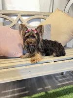 Hannah, a female Yorkshire Terrier for sale in Atlanta, GA – Photo 1 of 3