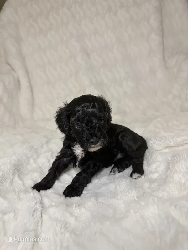 Cavapoo male 2 all black & white  – Cavapoo puppy for sale in Atlanta, GA