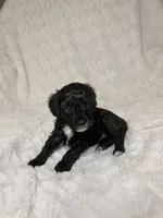 Cavapoo male 2..black & white markings , a male Cavapoo for sale in Atlanta, GA – 3 of 6