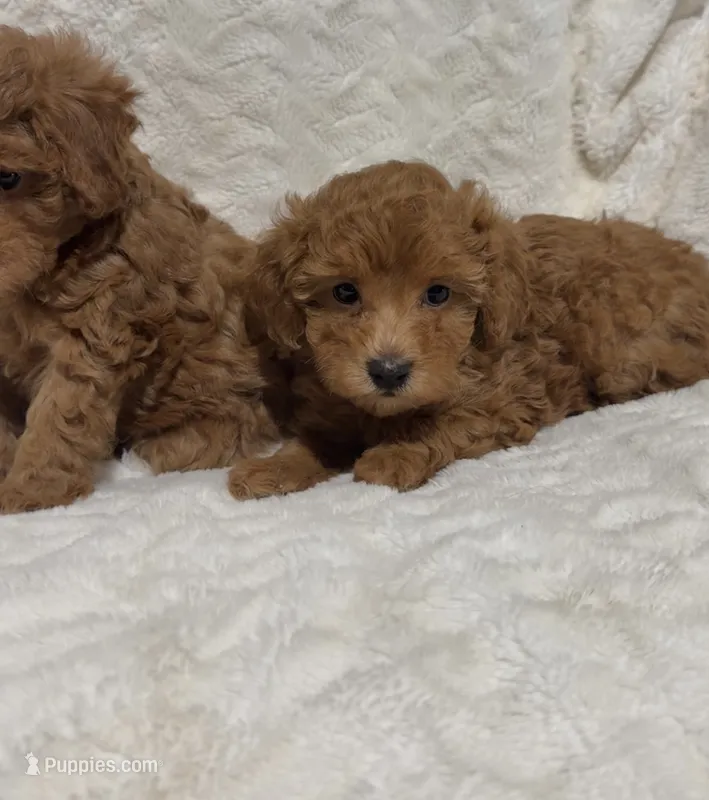 Ella’s red poodle female 1 – Poodle - Toy  puppy for sale in Atlanta, GA