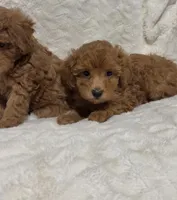 Ella’s red poodle female 1, a female Poodle - Toy  for sale in Atlanta, GA – 1 of 8