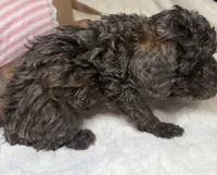 Poodle merle/ mix female , a female Poodle - Toy  for sale in Atlanta, GA – 2 of 8