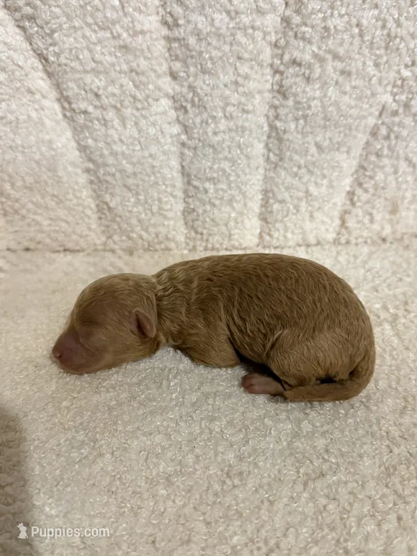 Poodle male red  – Poodle - Toy  puppy for sale in Atlanta, GA