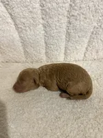 Poodle male red , a male Poodle - Toy  for sale in Atlanta, GA – 1 of 4
