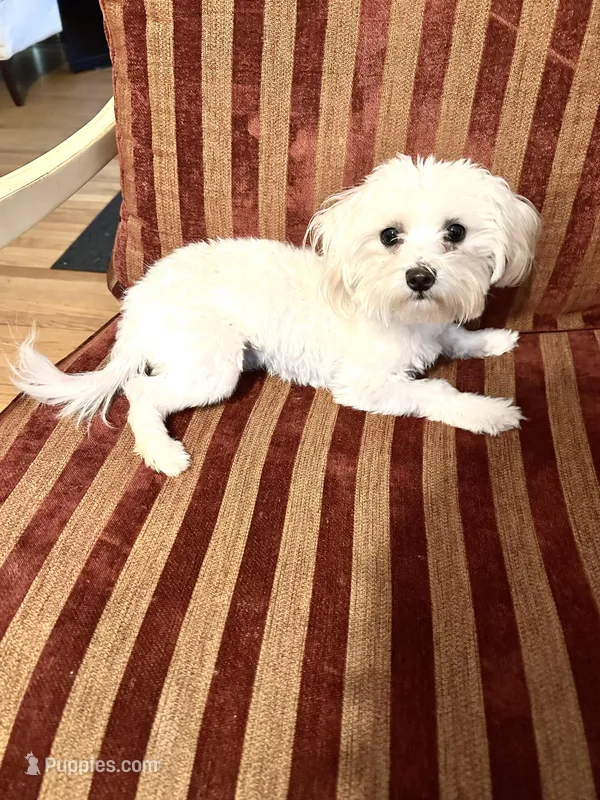 Buddy, a male Maltese for sale in Atlanta, GA – Photo 1 of 2