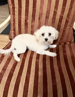 Buddy, a male Maltese for sale in Atlanta, GA – Photo 2 of 2